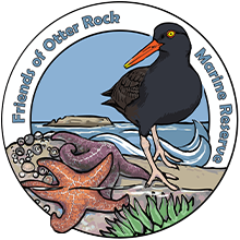 Friends of Otter Rock Marine Reserve